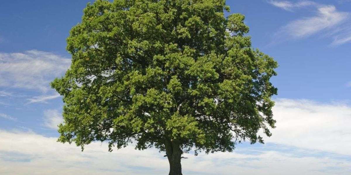 Understanding TSD: A Comprehensive Overview